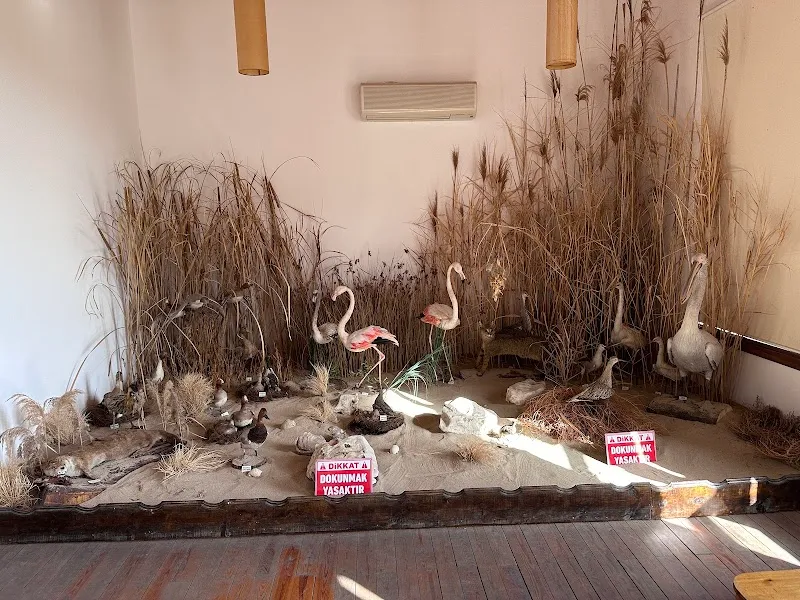 Doğanbey yaban hayvanları müzesi