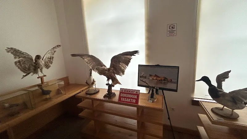 Doğanbey yaban hayvanları müzesi görünüm