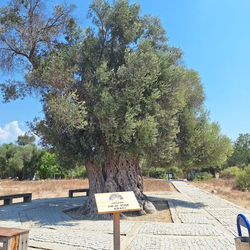 Teos Antik Kenti görünüm