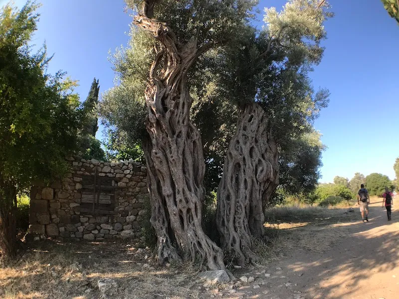 Teos Antik Tiyatro detay